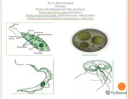 Примеры колониальных форм жгутиковых
