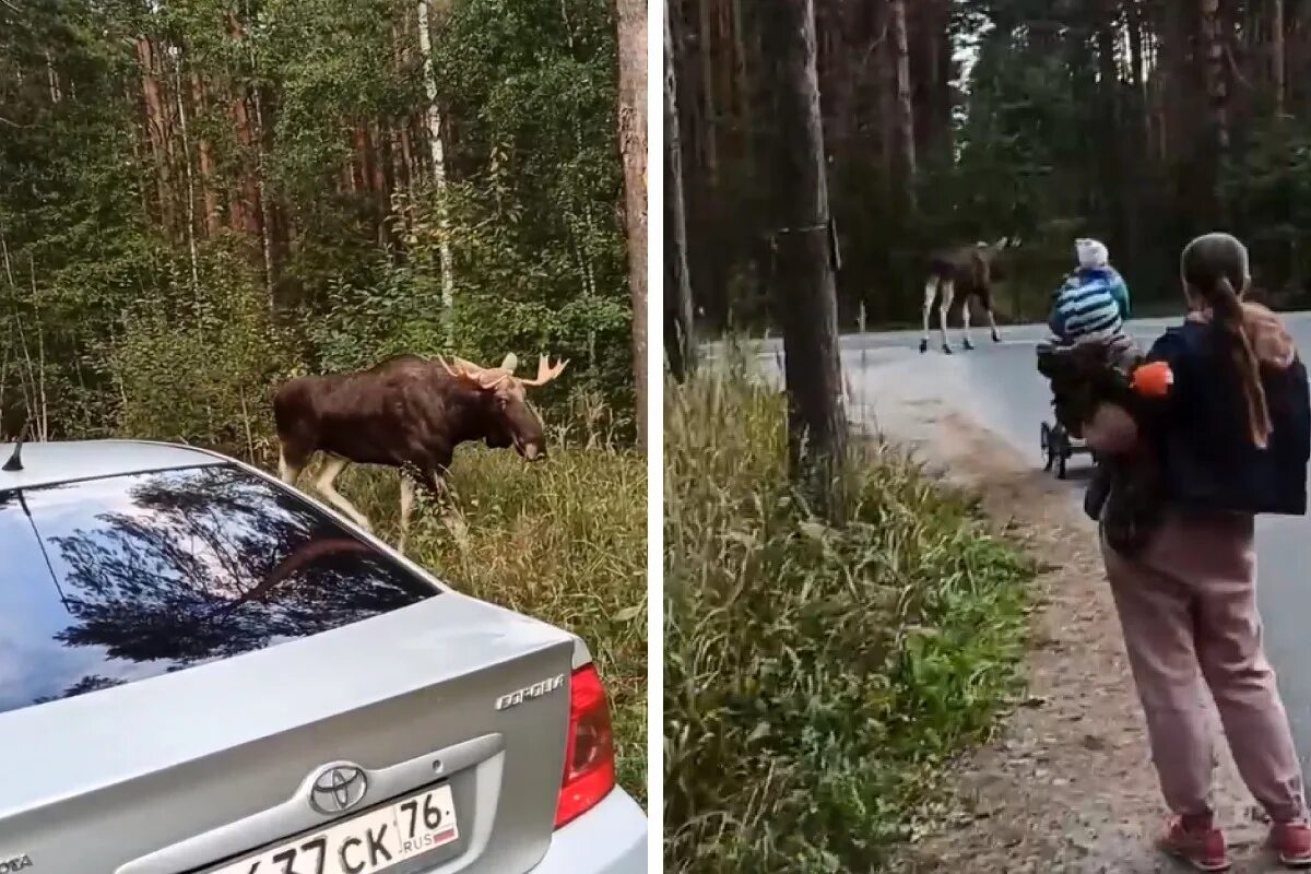 На поляну вышел лось. Гигантский Лось. Большие лоси. Лось лосиха лосенок.