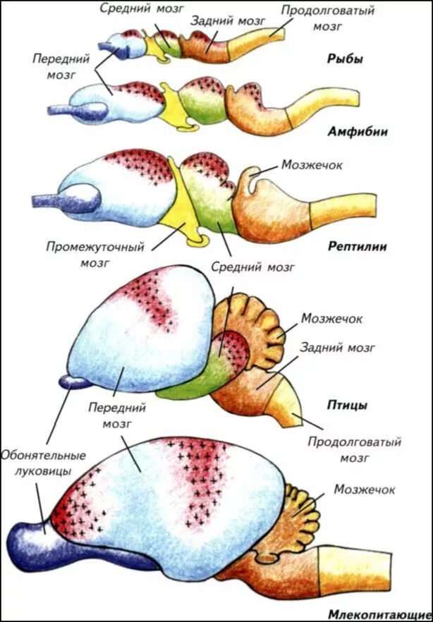 Развитие мозжечка у земноводных. Эволюция головного мозга позвоночных схема. Схема развития головного мозга позвоночных животных. Строение головного мозга позвоночных животных таблица. Строение головного мозга хордовых животных.