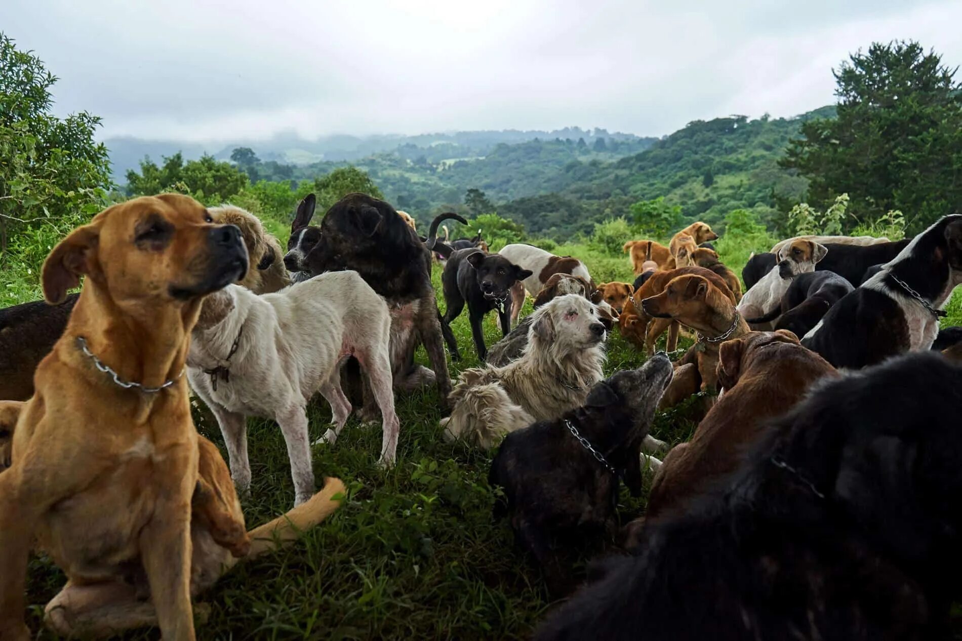 Собак где сейчас. 1000 Собак. Коста Рика собаки. Приют для бездомных собак в Коста Рике. Индийские бездомные собаки.
