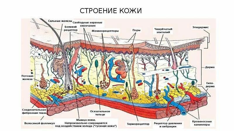 Рассмотрите изображение и определите какая структура кожи. Кожный Покров млекопитающих схема. Кожный Покров строение кожи анатомия животных. Строение кожи анатомия Ветеринария. Строение кожного Покрова млекопитающих схема.