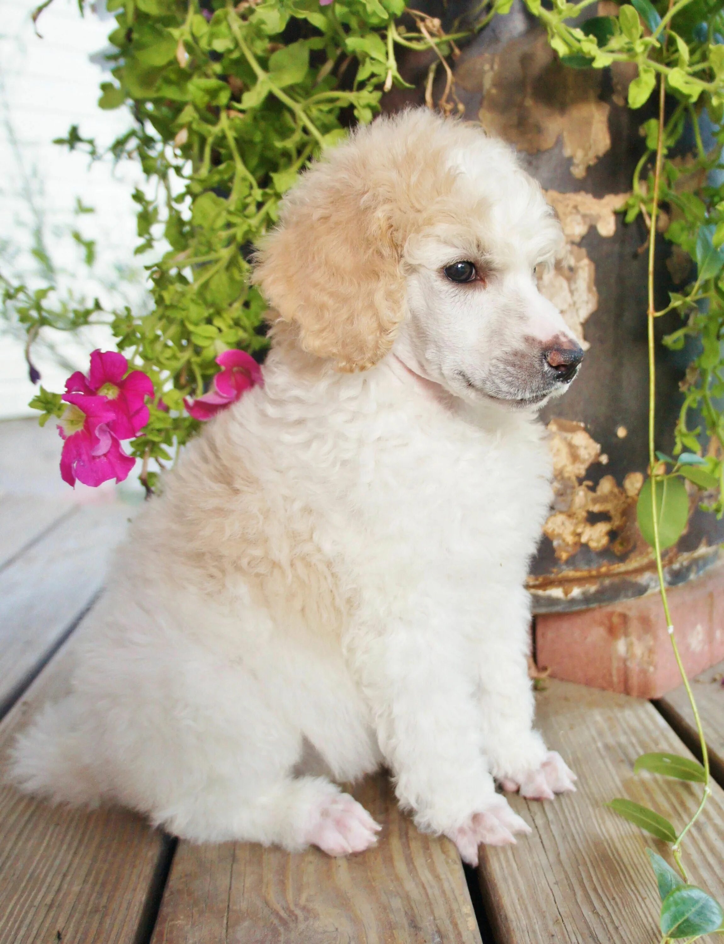 Карликовый пудель кремовый. Карликовый пудель белый. Белый королевский пудель. Собачка карликовый пудель. Той пудель белый.