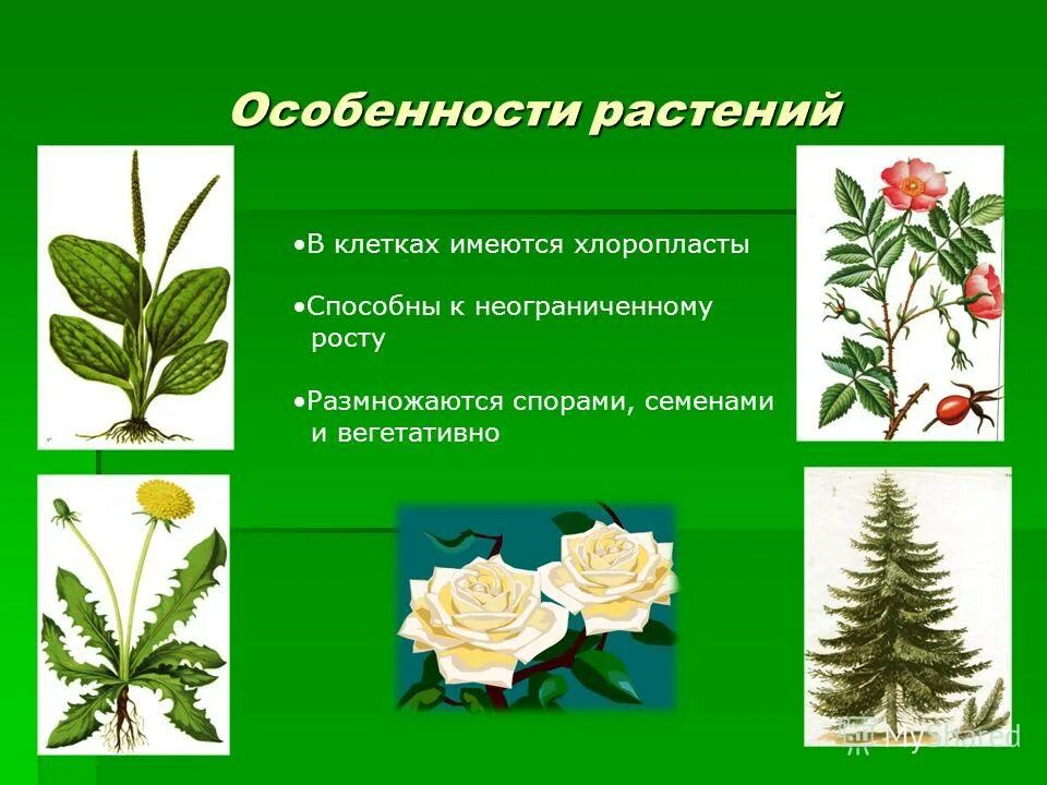 прострел луговой (сон-трава). сиреневые ландыши. главные растения. главные растения. главные растения.