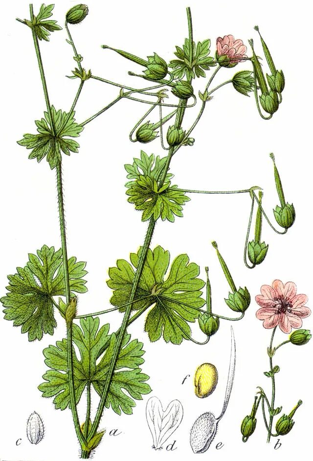 Герань строение. Geranium pyrenaicum. герань пиренейская. герань узловатая. герань остролистая.