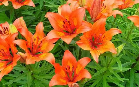 Lily tiger