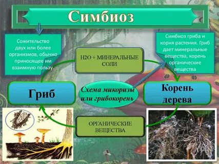 Симбиотические отношения складываются у организмов