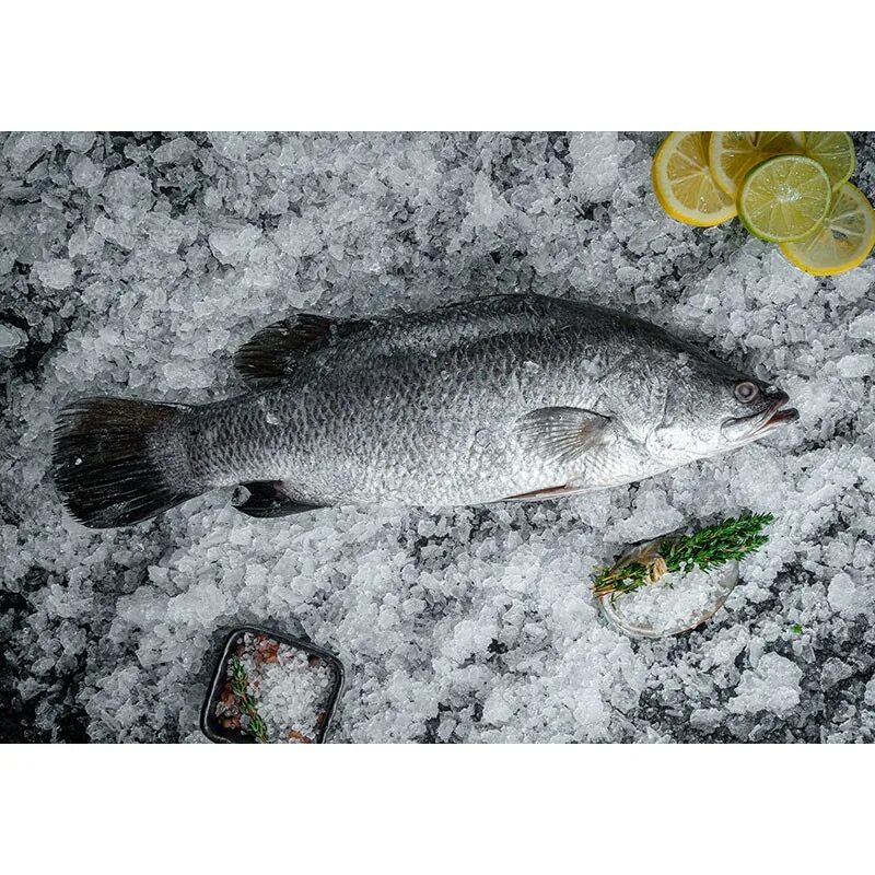 Морской окунь Барамунди. Треска Барамунди. Рыба Барамунди Википедия. Морской окунь белый.