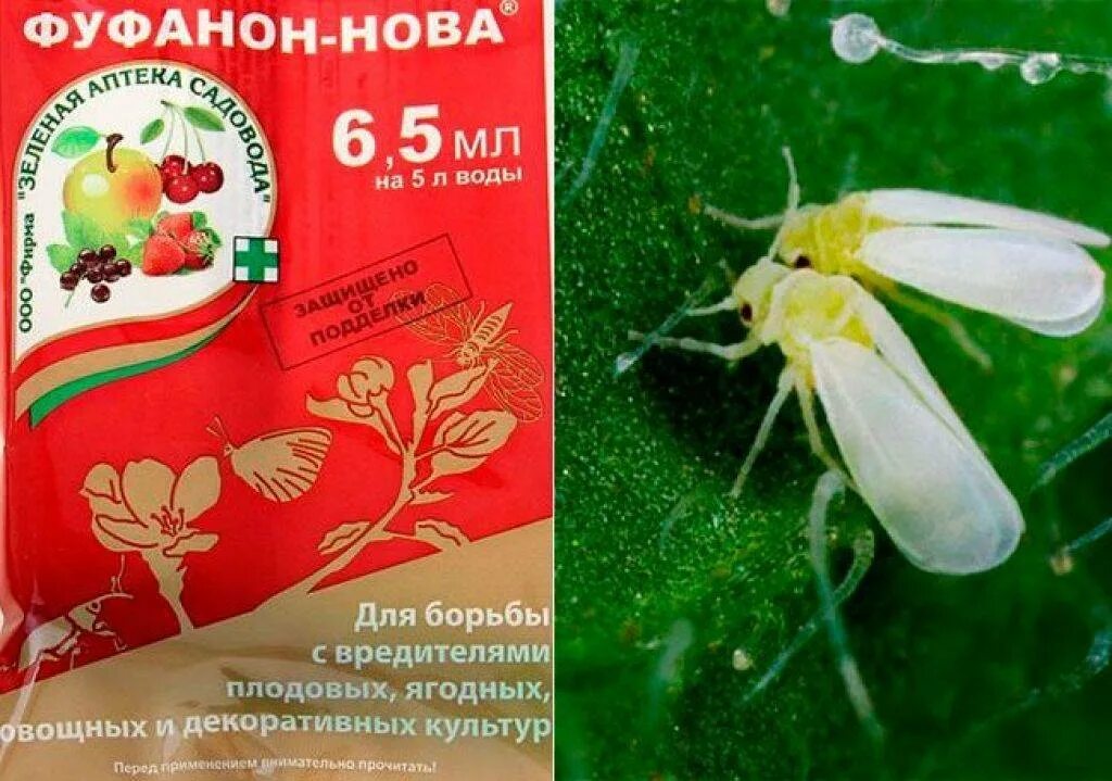 Как избавиться от белокрылки на томатах. Препараты для борьбы с белокрылкой в теплице. фуфанон от белокрылки. биопрепараты от белокрылки в теплице. для борьбы с белокрылкой в теплице препараты биологические.