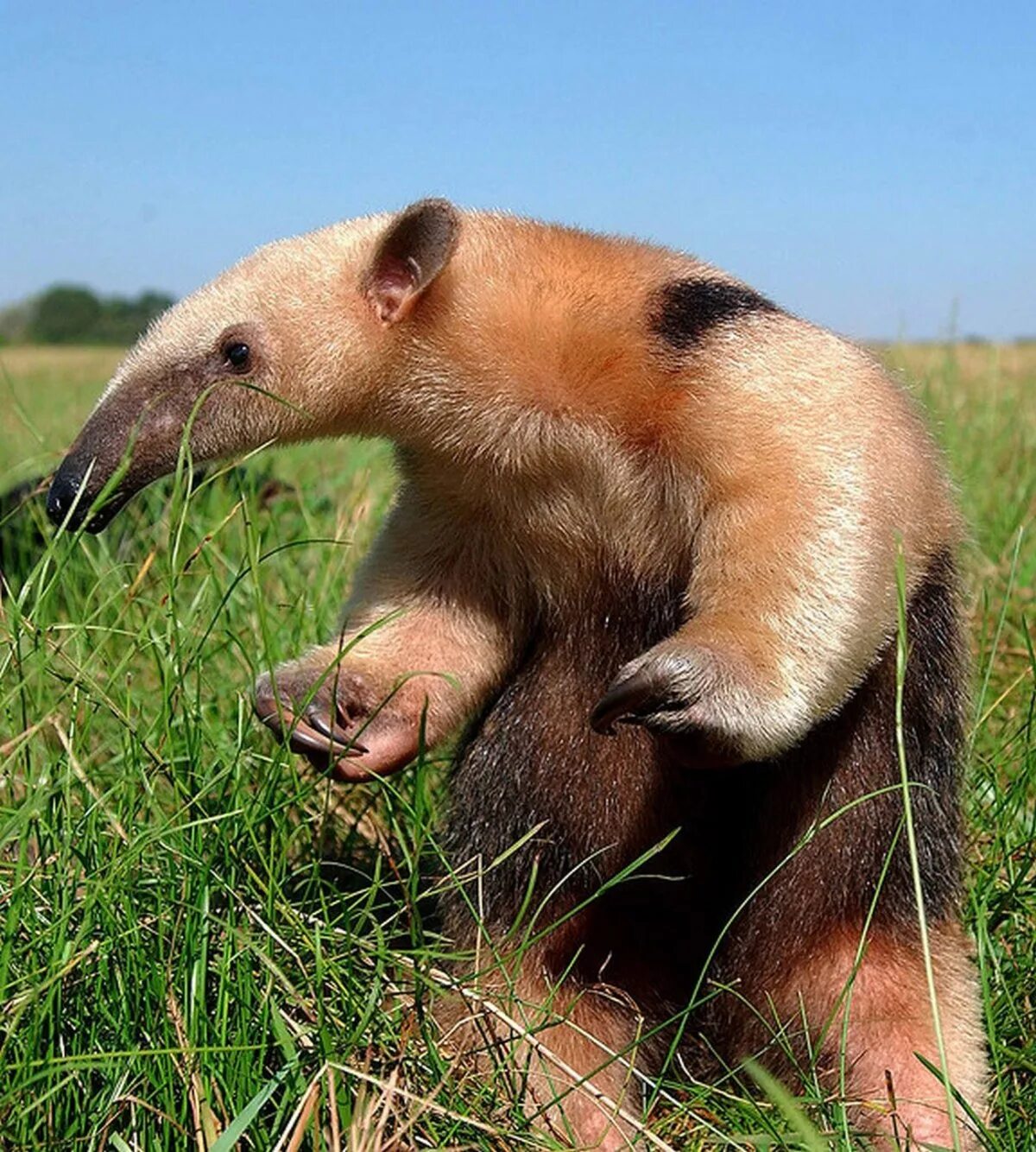 Муравьед иннокентий. Коала эвкалипт коала. Копи лювак кофе. Непентес раджа хищные растения. Название животного которое питается.