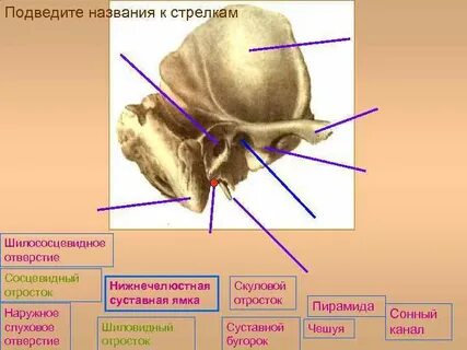 Как называется отросток