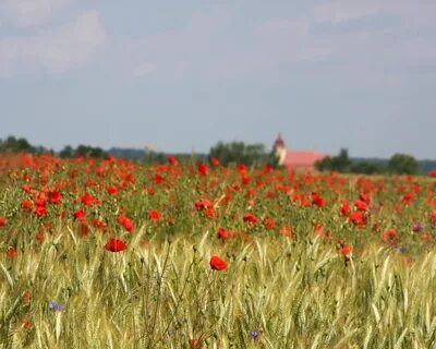 Цветочная ферма ставрополь