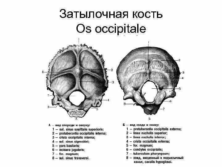 Sulcus sinus petrosi inferioris