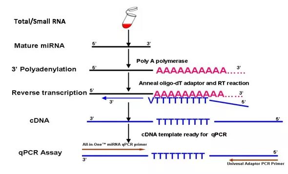 ПЦР С обратной транскрипцией. Обратная транскрипция и ПЦР реакции. RT-PCR. Праймеры для КДНК Обратная ПЦР экзоны.