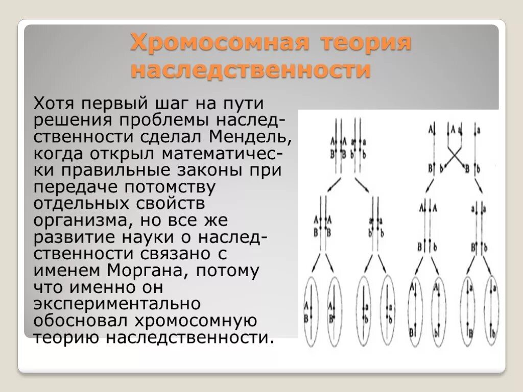 Развитие теории наследственности. Хромосомная теория наследственности Моргана. Теория Томаса Моргана генетика. Хромосомная теория Томаса Моргана. Хромосомная теория наследственности это в биологии.