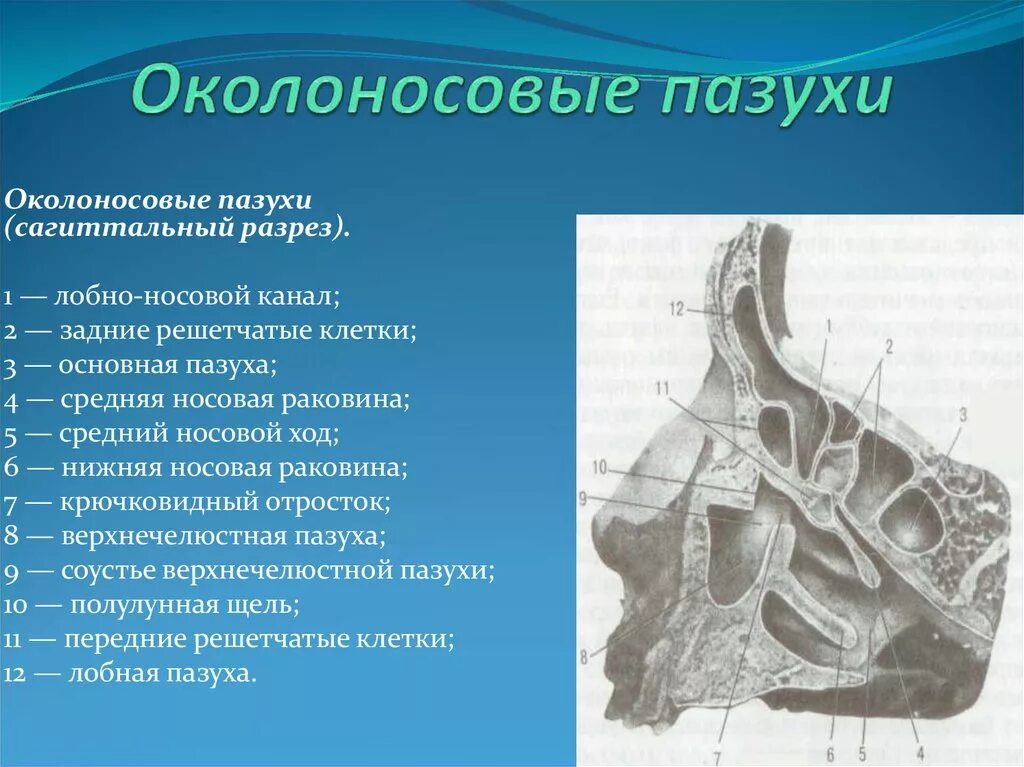 Полость носа особенности строения. Решетчатая кость решетчатый Лабиринт. Стенки гайморовой пазухи анатомия. Стенки лобной пазухи анатомия. Гайморова пазуха анатомия клиническая.