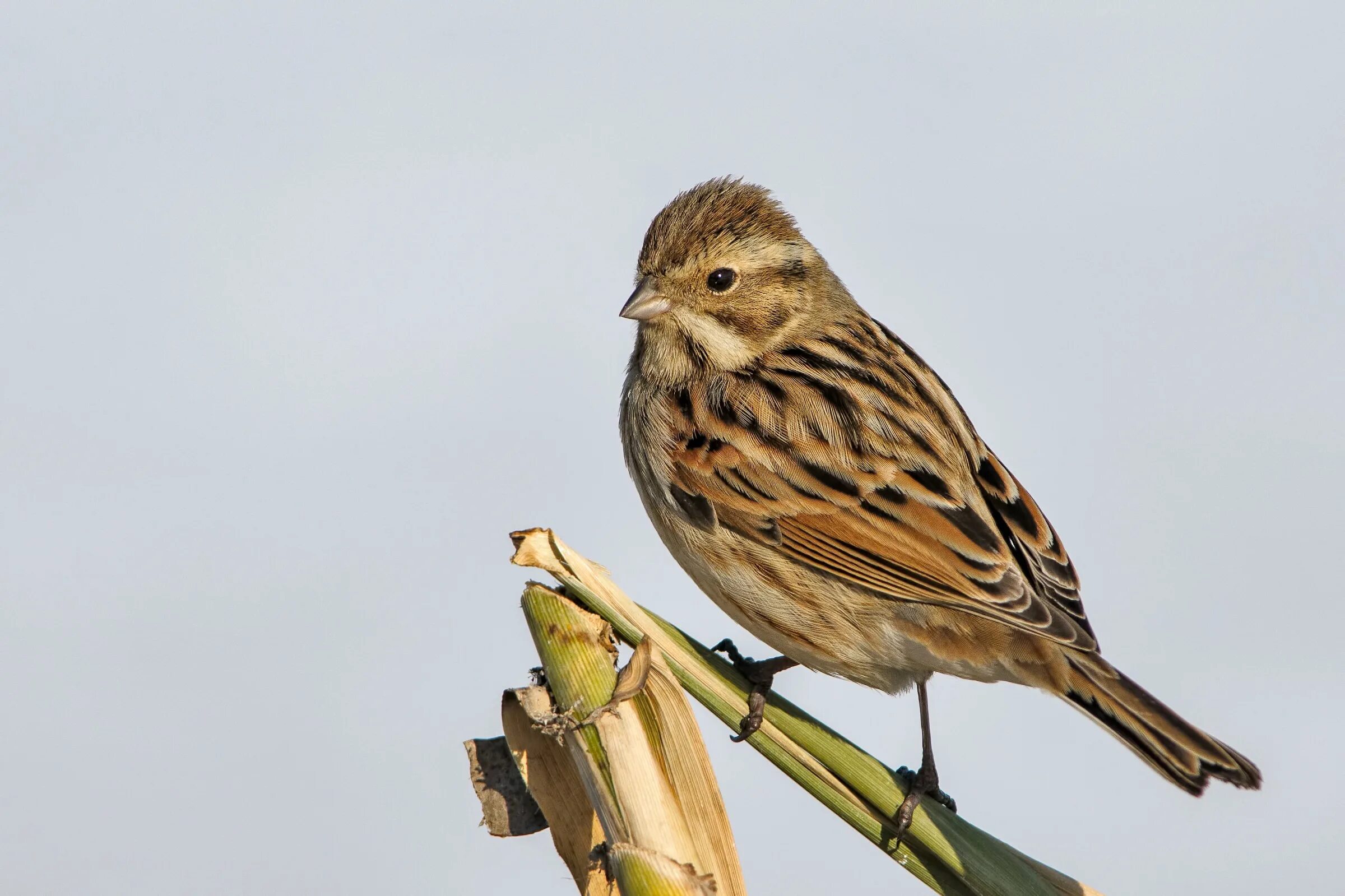 Овсянка, Камышовая, тростниковая (Emberiza schoeniclus). Камышовая овсянка птица. Тростниковая овсянка Таймыр. Тростниковая овсянка птица.