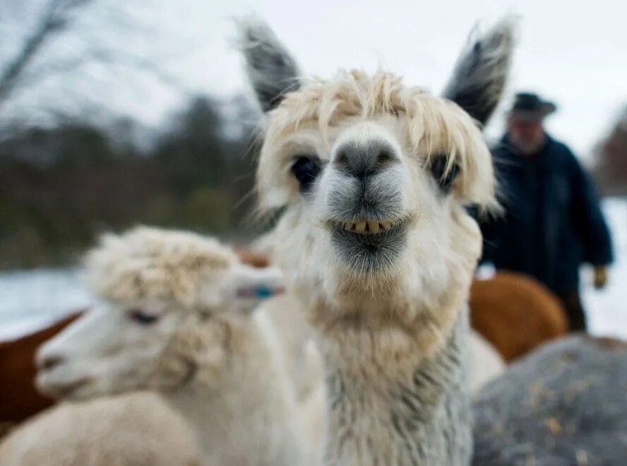 Альпака челюсть. Лама зубы. Альпака зубы. Лама зубы торчат. Морда альпаки.