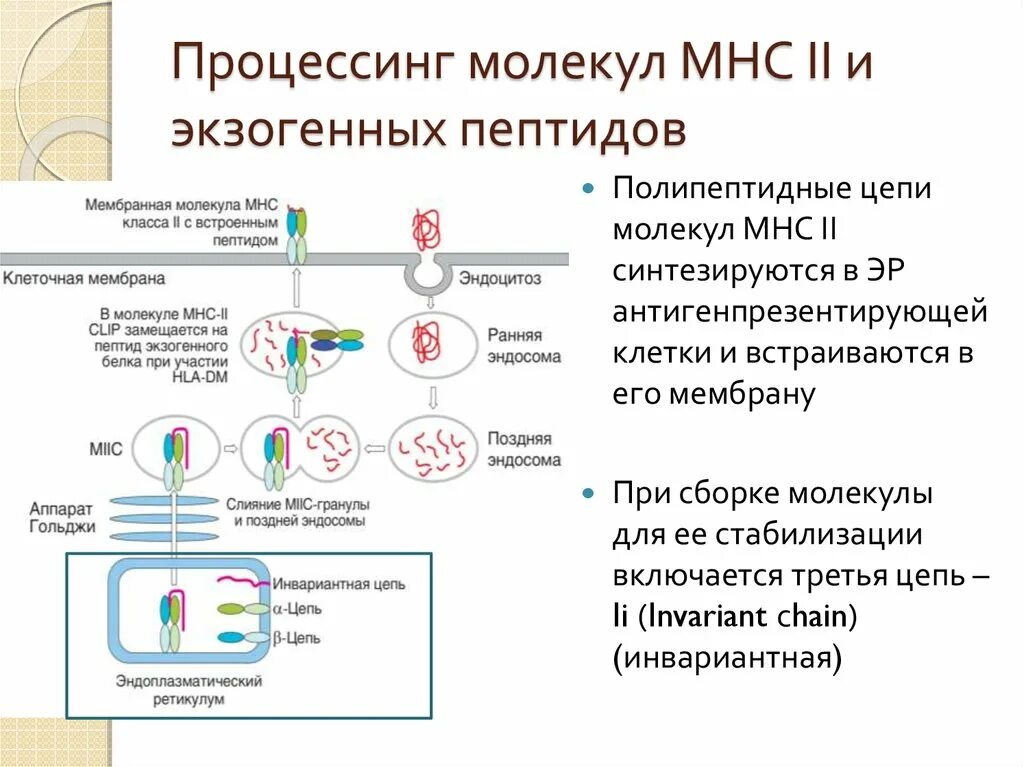 Процессинг молекулы MHC 2. Процессинг экзогенных антигенов схема. Процессингполипептидных цепей. Молекулы МНС II класса необходимы для:. Процессинг белка этапы