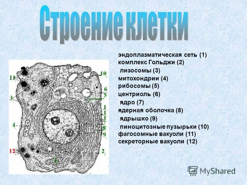 Выберите клетки в которых отсутствует. Клеточный центр эндоплазматическая сеть. клеточный центр аппарат гольджи. секреторные вакуоли. строение клетки эндоплазматическая сеть комплекс гольджи.