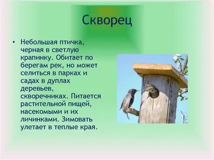 Вопросы по рассказу скворцы