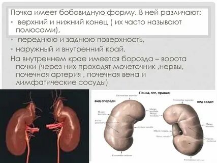 Почечный край