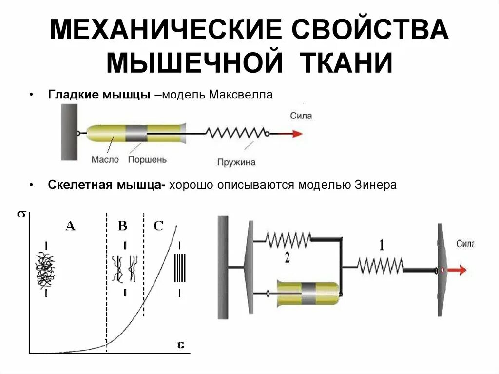 Механическое свойство физика. Механические свойства мышечной ткани физика. Механические свойства мышц физика. Механические свойства костной и мышечной ткани физика. Механические свойства мышц биомеханика.