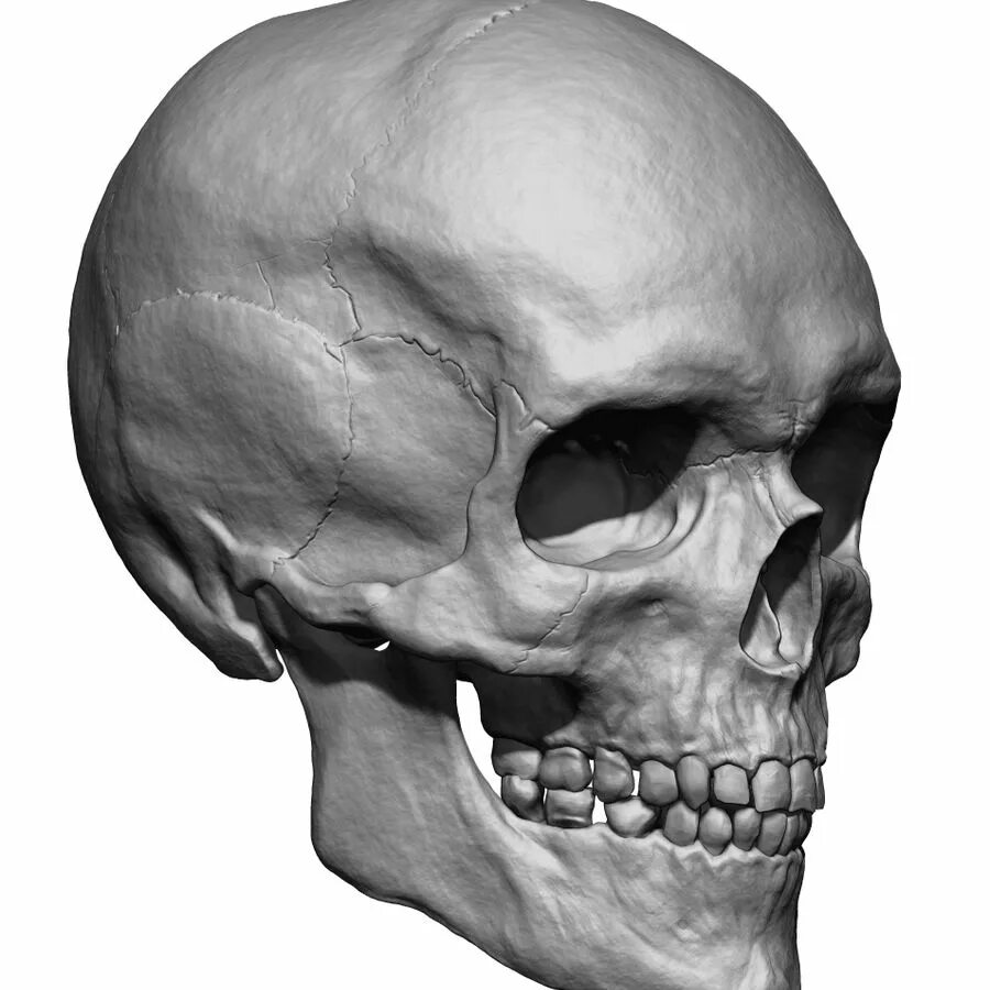 Skull model