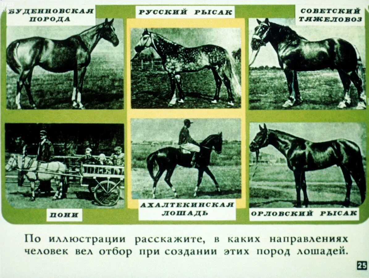 Искусственный отбор создает. Искусственный отбор. искусственный отбор лошадей. искусственный отбор примеры. породы животных примеры.