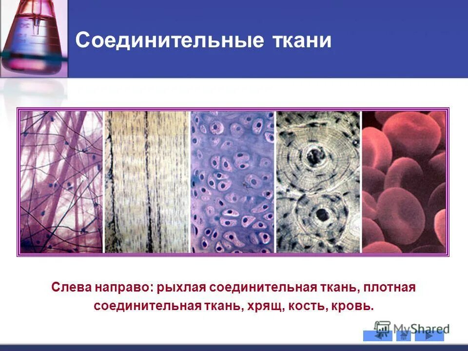 Соединительная ткань обладает свойствами. Рыхлая соединительная ткань морфология. рыхлая соединительная ткань это хрящ. соединительная ткань хрящевая костная кровь. хрящевая ткань рыхлая волокнистая соединительная ткань.