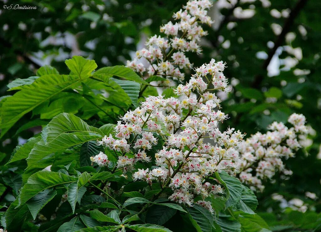 Белые цветы каштанов. Белые цветы каштанов. Каштан (aesculus hippocastanum). Каштан конский фастигиата. Стрижка каштана конского.