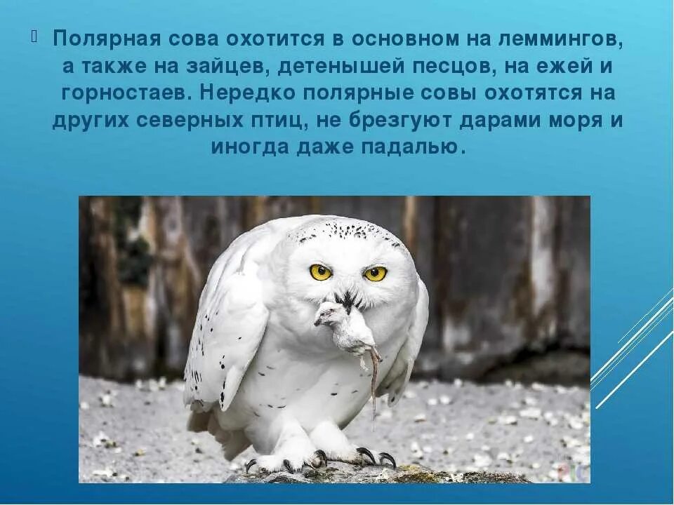 В какой природной зоне обитает белая сова. Сообщение о полярной сове. Совы Полярные. Информация о белой сове. Белая Сова презентация.