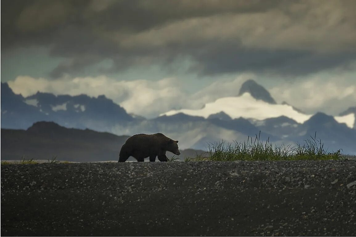 Peter Norvig фотограф. Медведь Гризли. Katmai National Park. Where bears live