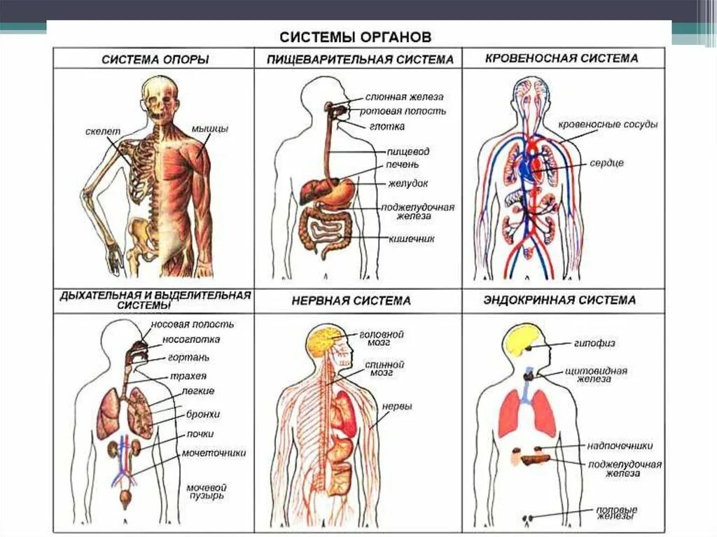 Строение системы органов. Системы органов организма человека схема. Строение организма человека: органы, системы органов, организм.. Перечислите системы органов человека и их функции.