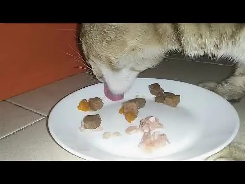 Можно ли давать кастрированным котам