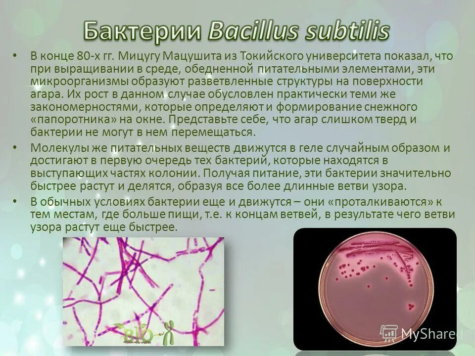 Описание микроорганизмов. Бациллы бактерии. Бациллы описание. Бациллы это кратко.