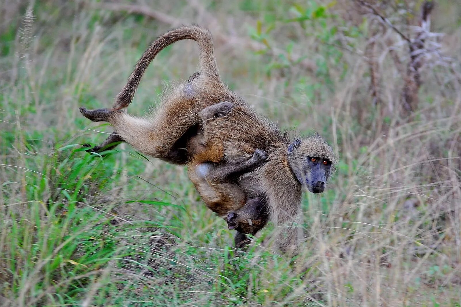 Горилла исабукуру. Западная равнинная горилла. Silverback горилла. Гориллы вирунга. Сильвербэк горилла.
