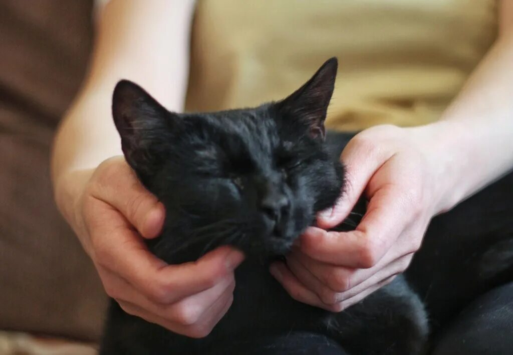 зоогостиница для животных. кот на передержку. животные на передержку. передержка кошек. отдать кота на передержку.