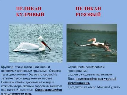 Животные из красной книги ростовской
