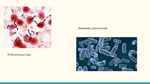 Klebsiella spp