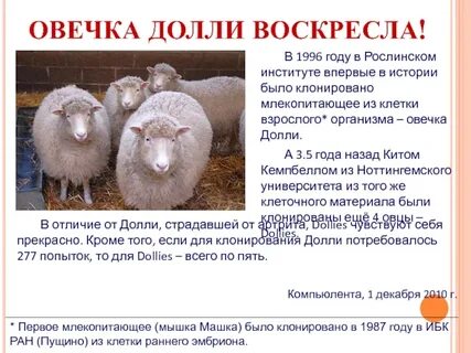 Клонирование овечки
