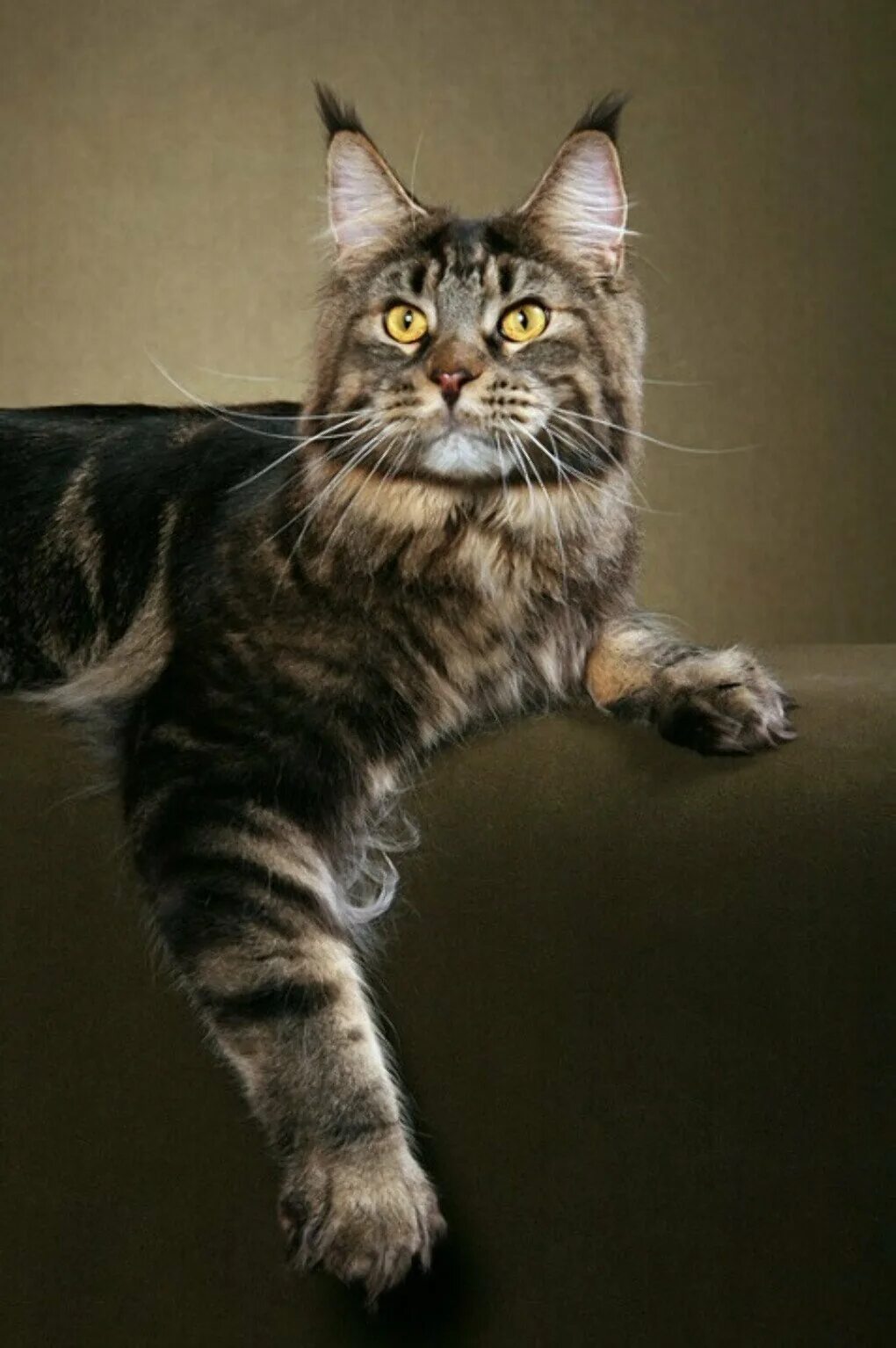 Манкун коты