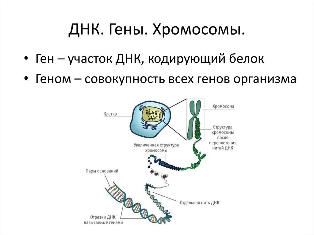 Ген биология 9 класс. Ген хромосома ДНК. Хромосома ДНК ген схема. Строение хромосомы и Гена. Ген ДНК хромосома различия.