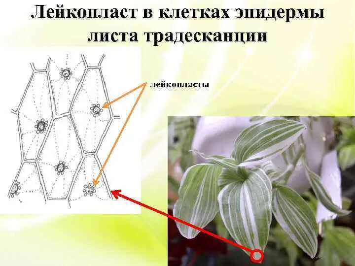 Клетки эпидермы листа традесканции. Клетки эпидермиса листа традесканции. Лейкопласты в эпидермисе листа традесканции. Клетка эпидермы листа традесканции виргинской. Кожица листа традесканции