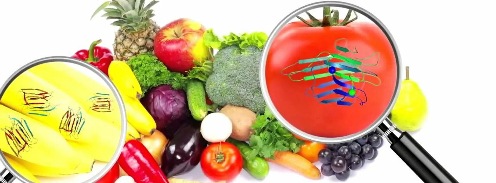 Лектины содержатся. Лектины в продуктах. продукты содержащие лектины. овощи без лектинов. лектины растений.