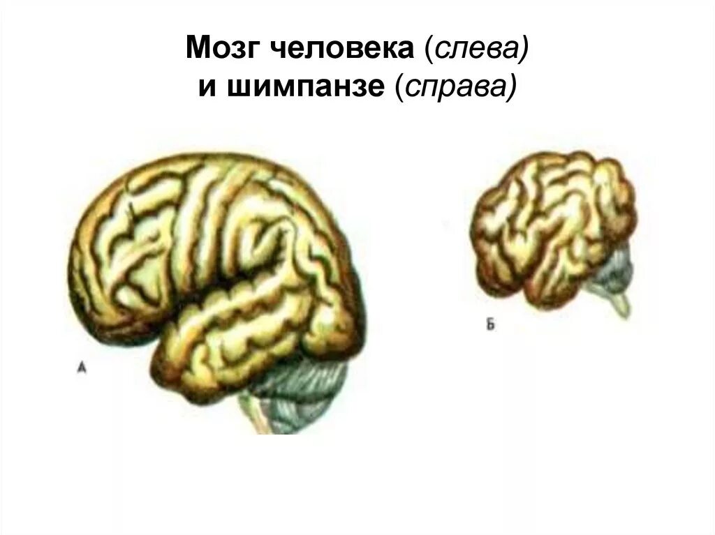 Мозг человекообразной обезьяны и человека