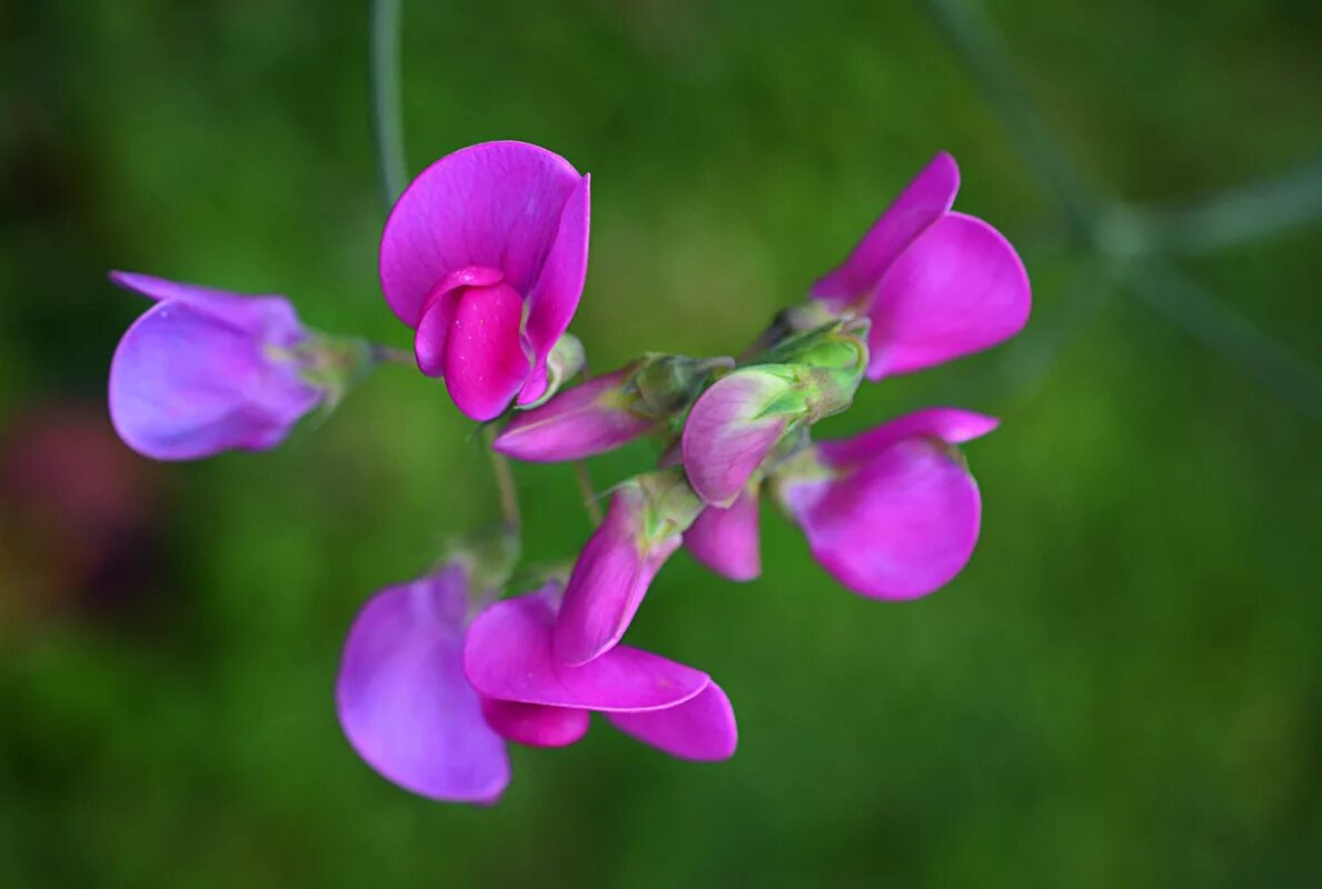 Чина (Lathyrus). Луговой душистый горошек. Чина душистый горошек.