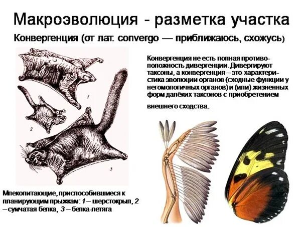 Дивергенция примеры животных и растений Картинки ДИВЕРГЕНЦИЯ МИКРОЭВОЛЮЦИЯ