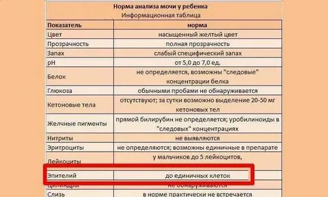 Эпителий плоский в моче норма у беременных
