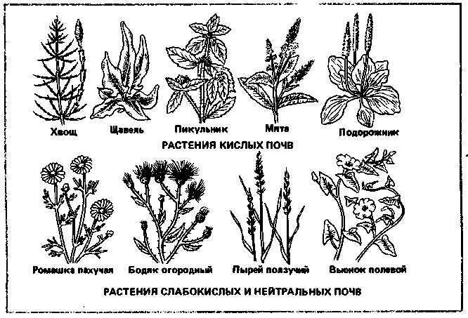 Какие сорняки растут на кислых почвах. Растения индикаторы кислых почв. Сорняки на кислой почве. Растения индикаторы кислотности почвы щелочной. Растения показатели кислой почвы.