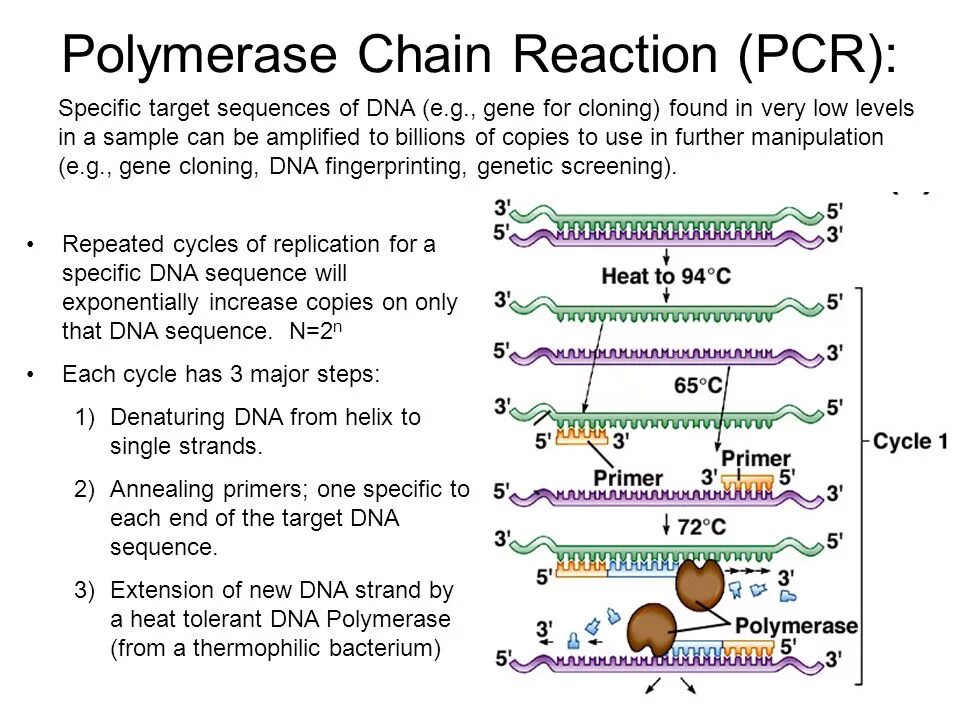 Источник https chemer ru services reactions chains. Polymerase Chain Reaction (PCR). DNA polymerase PCR. Polymerase Chain Reaction Reaction. PCR Chain Reaction.